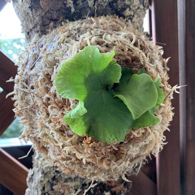 ビカクシダ_リドレイ_初めて_買った_栽培記録_成長記録