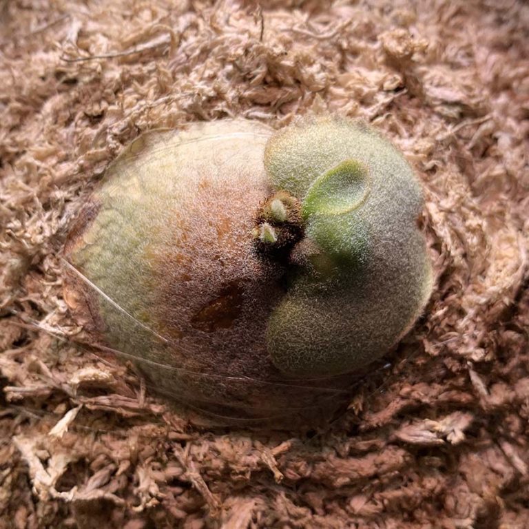 ベイチー_ビカクシダ_P.veitchii_子株