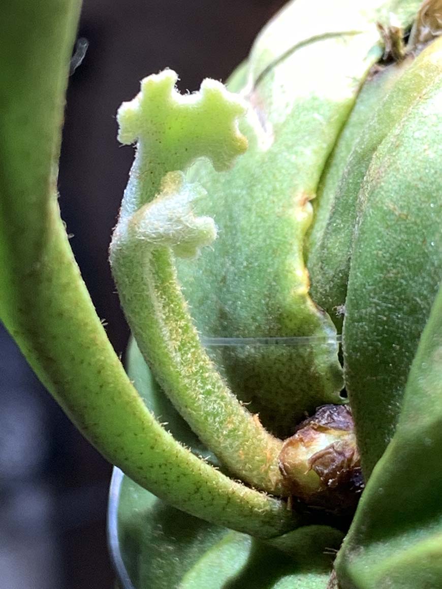 ビカクシダ_リドレイ_成長_胞子葉_01_栽培記録_成長記録