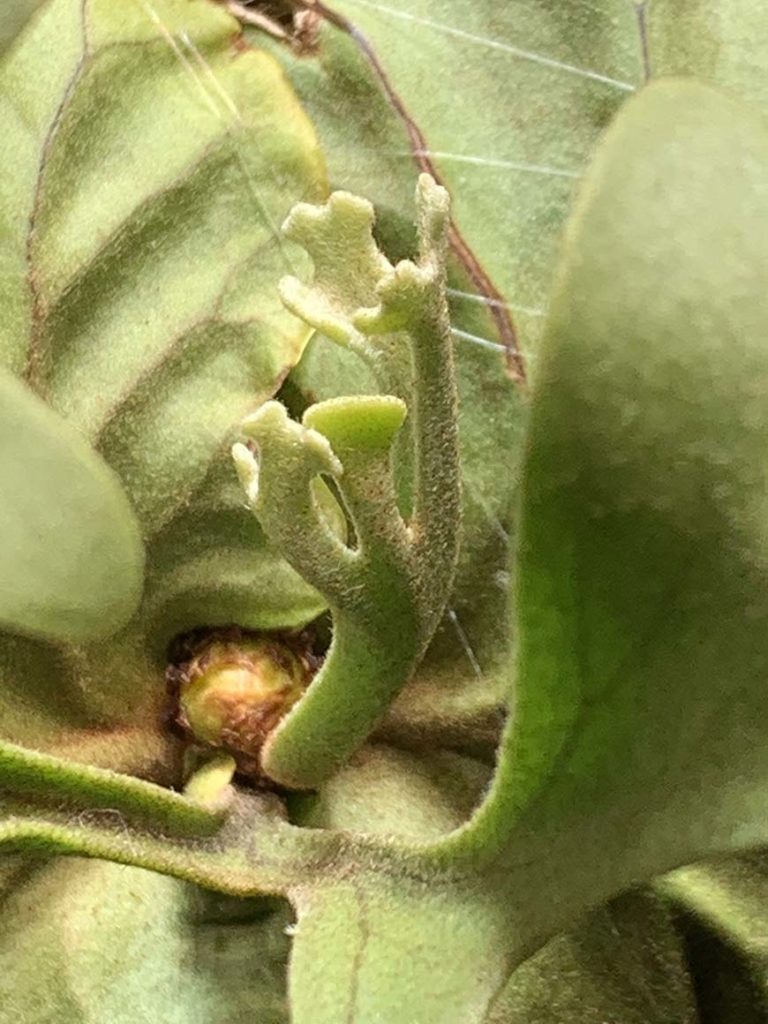 ビカクシダ_リドレイ_成長_胞子葉_02_栽培記録_成長記録