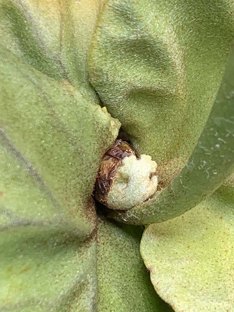 ビカクシダ_リドレイ_成長_動き_01_栽培記録_成長記録