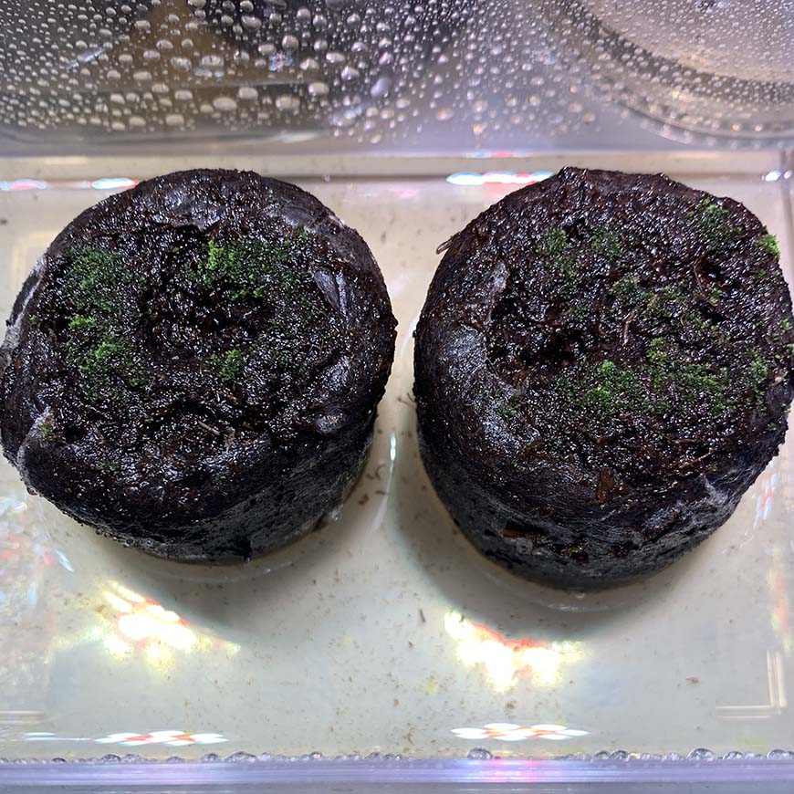 ビカクシダ_リドレイ_胞子培養_spore_01_栽培記録_成長記録