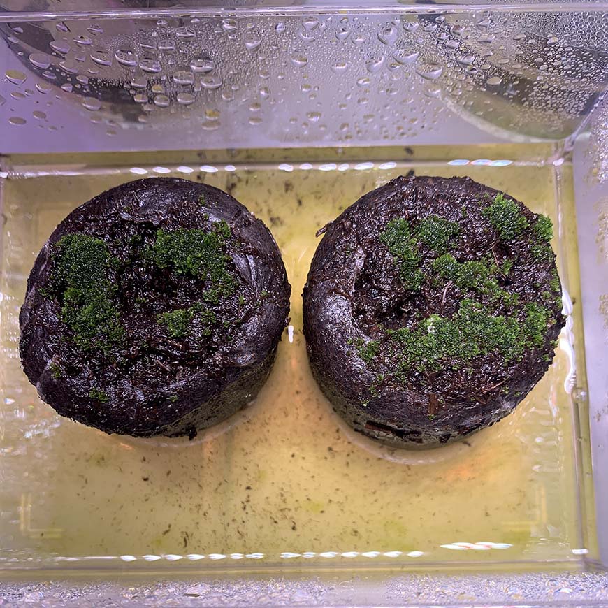 ビカクシダ_リドレイ_胞子培養_spore_02_栽培記録_成長記録