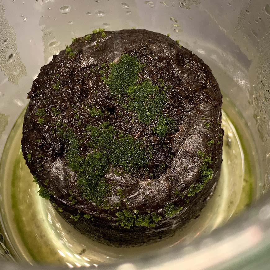 ビカクシダ_リドレイ_胞子培養_spore_03_栽培記録_成長記録