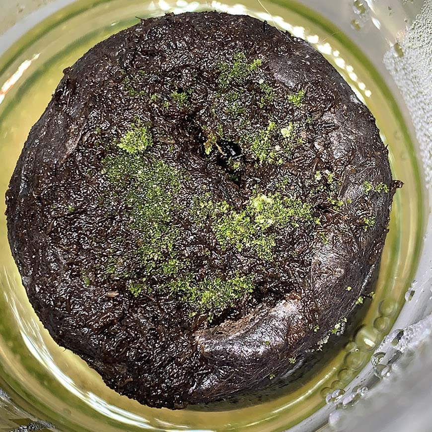 ビカクシダ_リドレイ_胞子培養_spore_04_栽培記録_成長記録