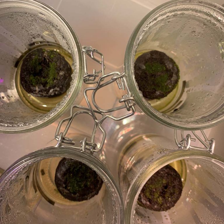 ビカクシダ_リドレイ_胞子培養_spore_05_栽培記録_成長記録