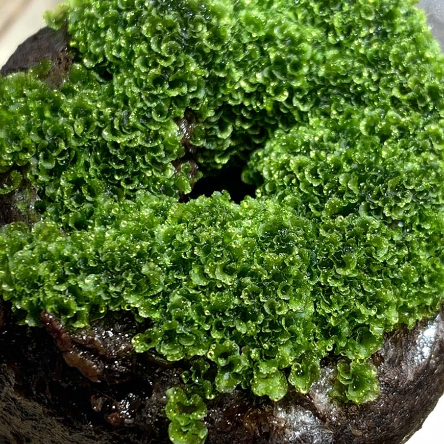 ビカクシダ_リドレイ_胞子培養_spore_03_栽培記録_成長記録