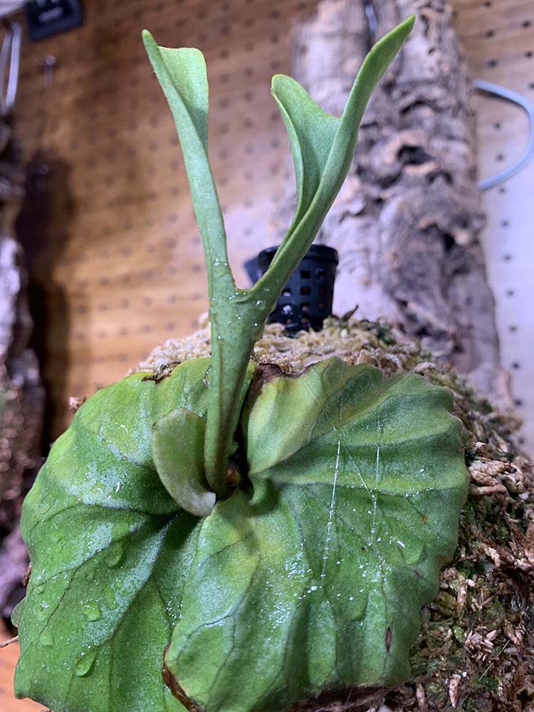 ビカクシダ_リドレイ_角_胞子葉_麋角羊歯_鹿の角_01_栽培記録_成長記録