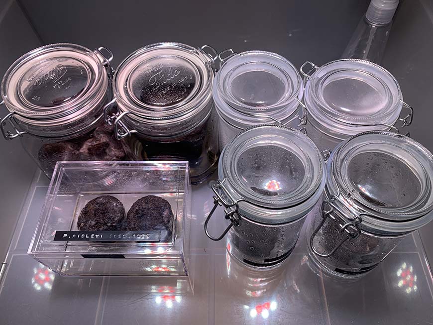 ビカクシダ_リドレイ_胞子培養_播種_初めて_実験_spore_栽培記録_成長記録