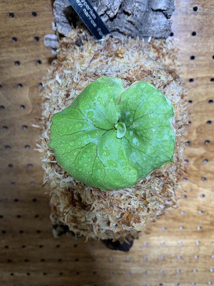 ビカクシダ_リドレイ_初めて_買った_02_栽培記録_成長記録