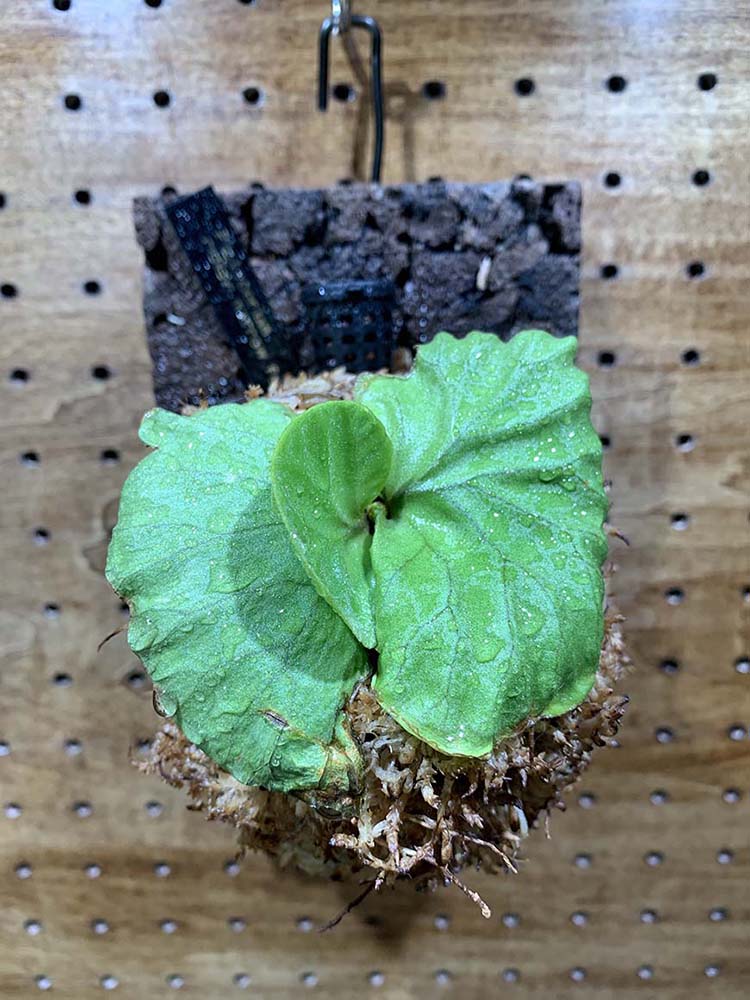 ビカクシダ_リドレイ_初めて_買った_03_栽培記録_成長記録