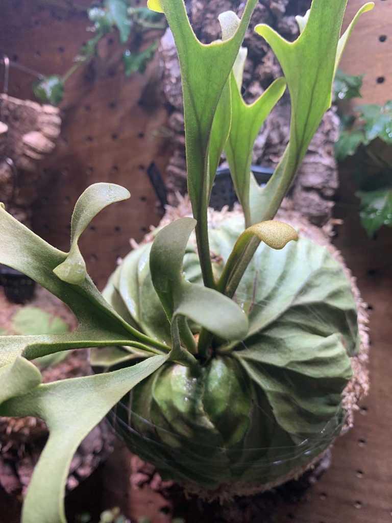 ビカクシダ_リドレイ_光_胞子葉_栽培記録_成長記録