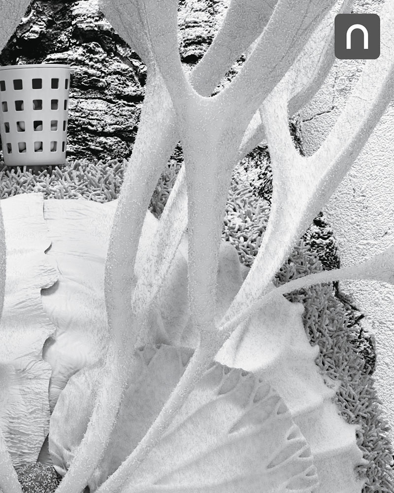 ビカクシダ リドレイ モデリング ポスター 下準備 01 栽培記録 成長記録