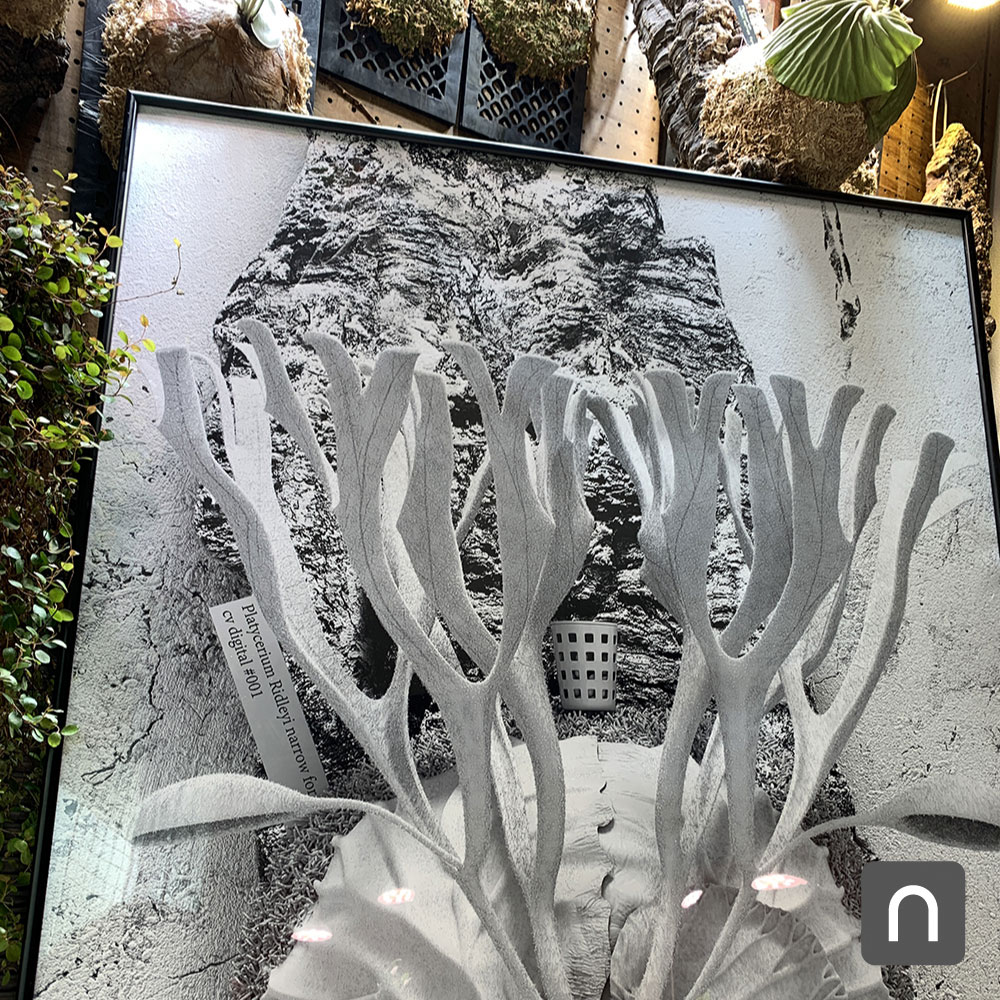 ビカクシダ_リドレイ_ポスター_制作_栽培記録_成長記録