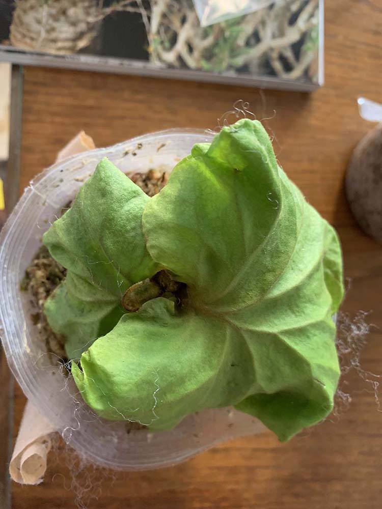 ビカクシダ_リドレイ_子株_購入_02_栽培記録_成長記録