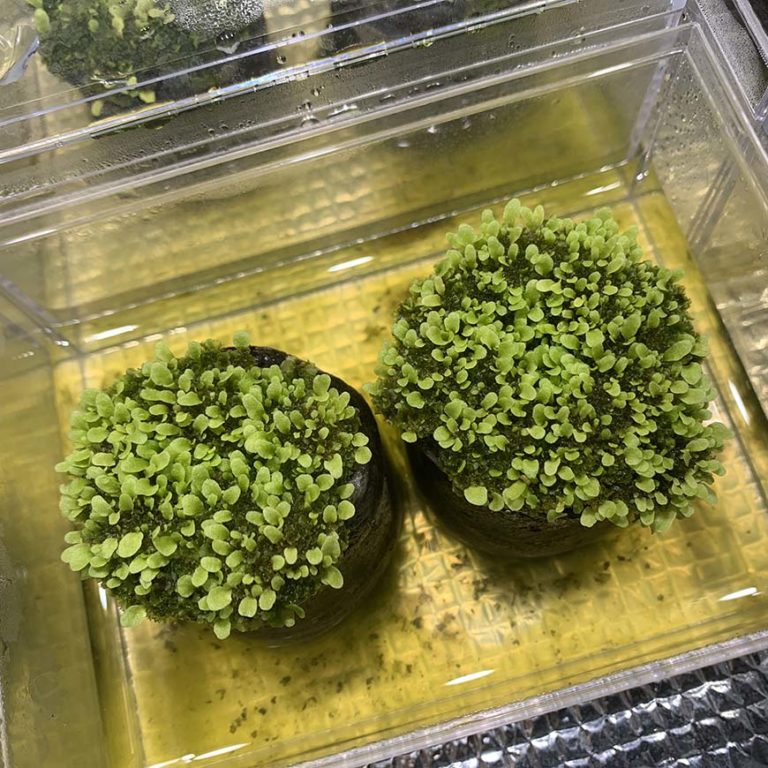 ビカクシダ_リドレイ_胞子培養_第一世代_初めて_播種_spore_01_栽培記録_成長記録