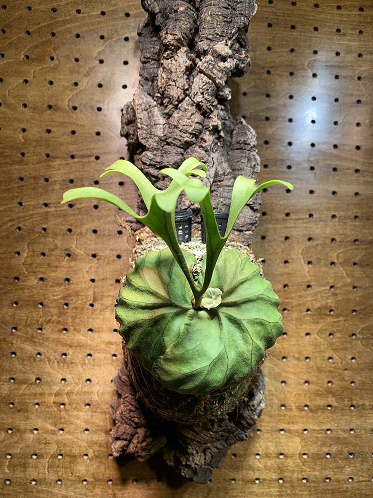 ビカクシダ_リドレイ_成長_記録_コルク_栽培記録