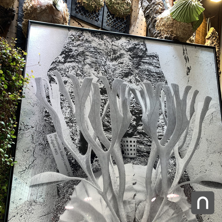 ビカクシダ_リドレイ_ポスター_制作_栽培記録_成長記録