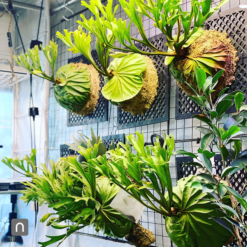 ビカクシダ_リドレイ_ポスター_イラスト_販売_デザイン_植物_インテリア_スポア_spore_胞子培養_第一世代_spore_栽培記録_成長記録