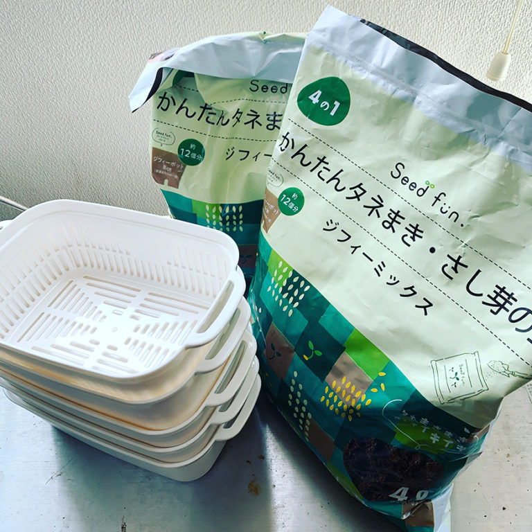 ビカクシダ_胞子培養_植え替え_01_栽培記録_ジフィーセブン成長記録