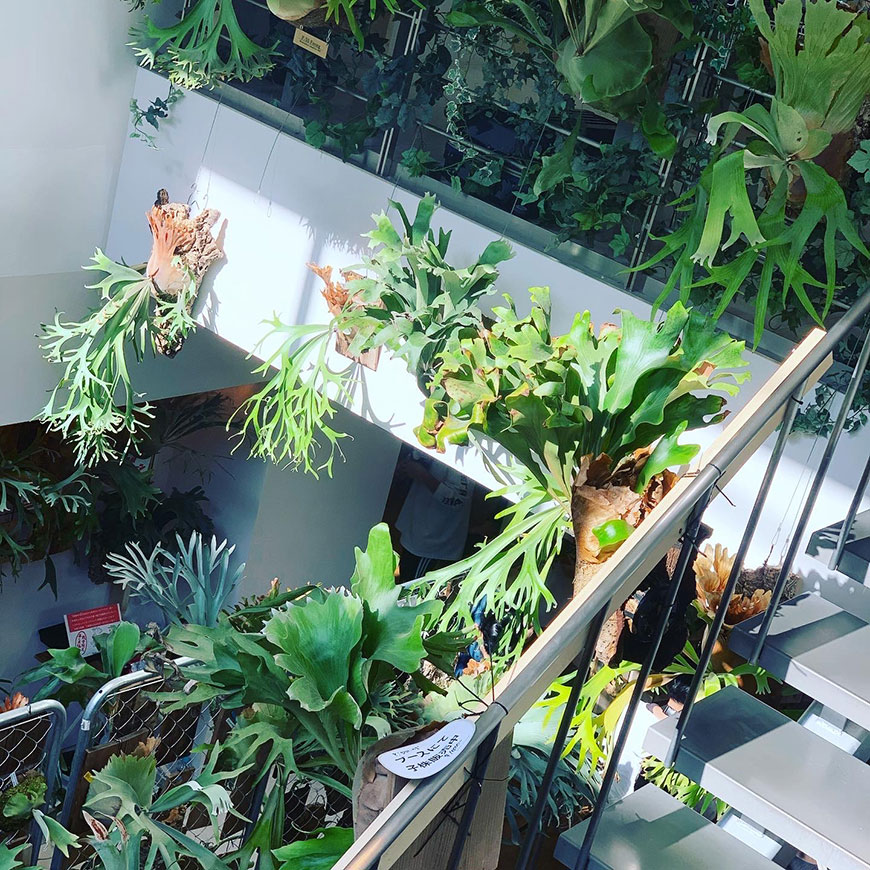 ボタニカルサーカス_ビカクシダ_ポスター_出品_03_イベント