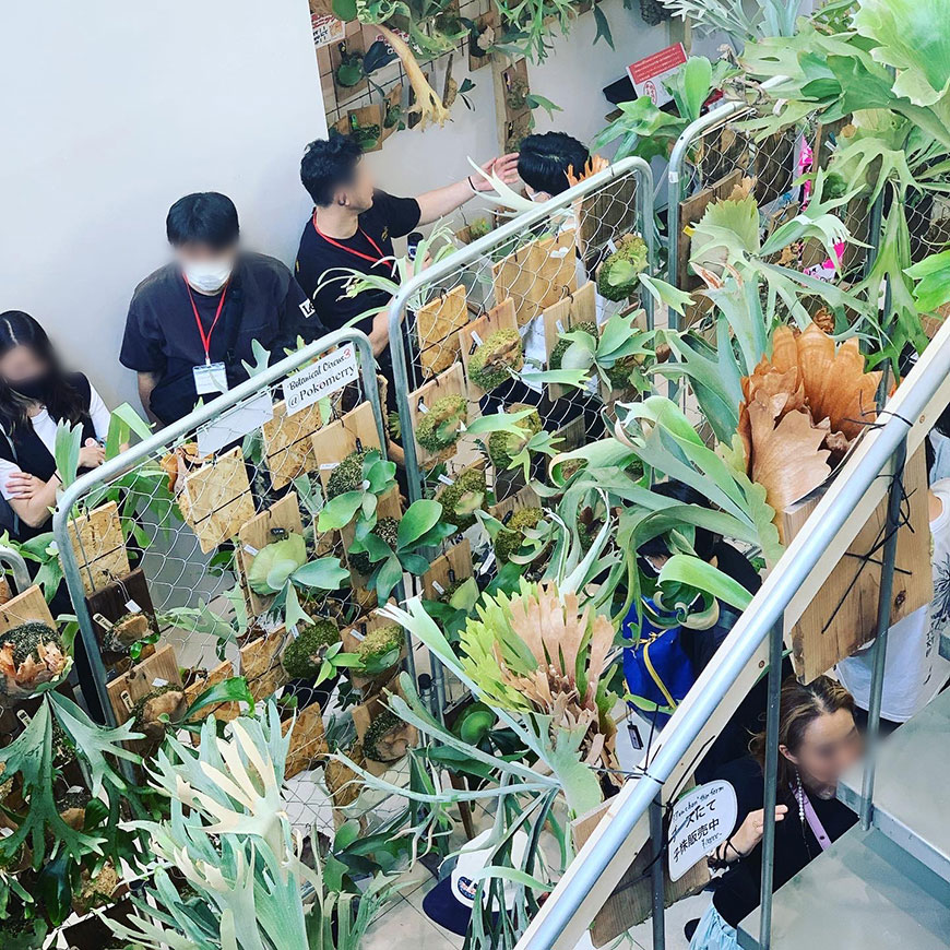 ボタニカルサーカス_ビカクシダ_ポスター_出品_04_イベント