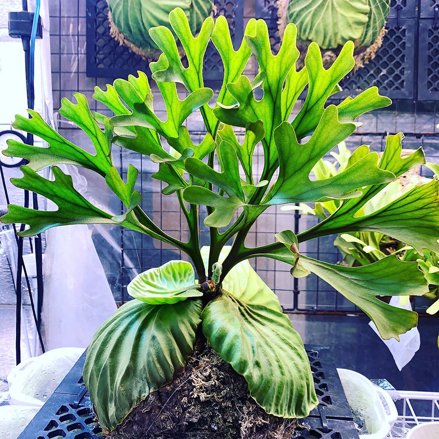 ビカクシダ リドレイ ポスター イラスト デザイン 植物 インテリア スポア spore 胞子培養 観察 成長記録