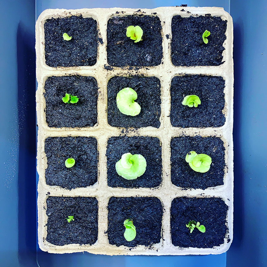 ビカクシダ リドレイ 胞子培養 植え替えの様子（Platycerium ridleyi）