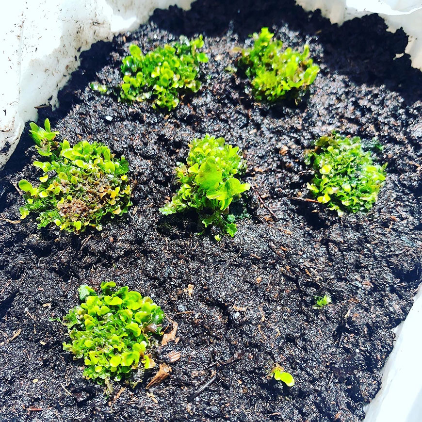 ビカクシダ 胞子培養 植え替え 002 栽培記録 ジフィーセブン 成長記録