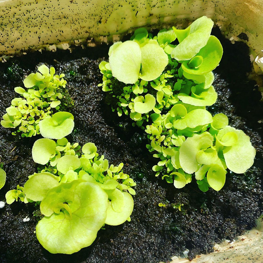 ビカクシダ 胞子培養 植え替え 004 栽培記録 ジフィーセブン 成長記録 ボルネオ