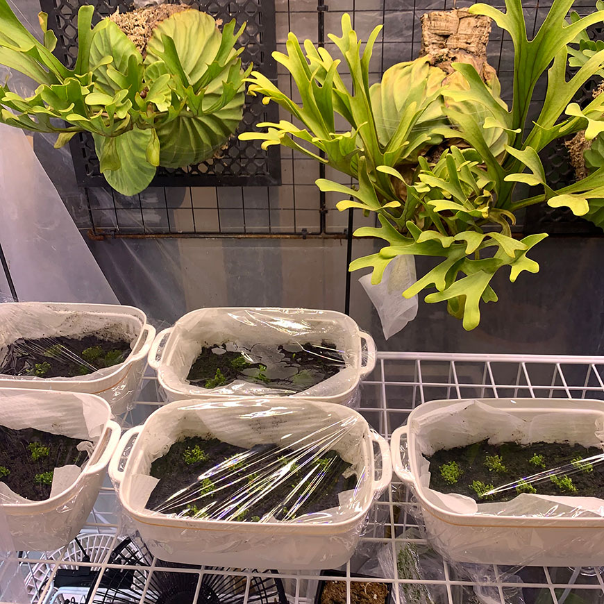 ビカクシダ 胞子培養 植え替え 005 栽培記録 ジフィーセブン 成長記録 細葉