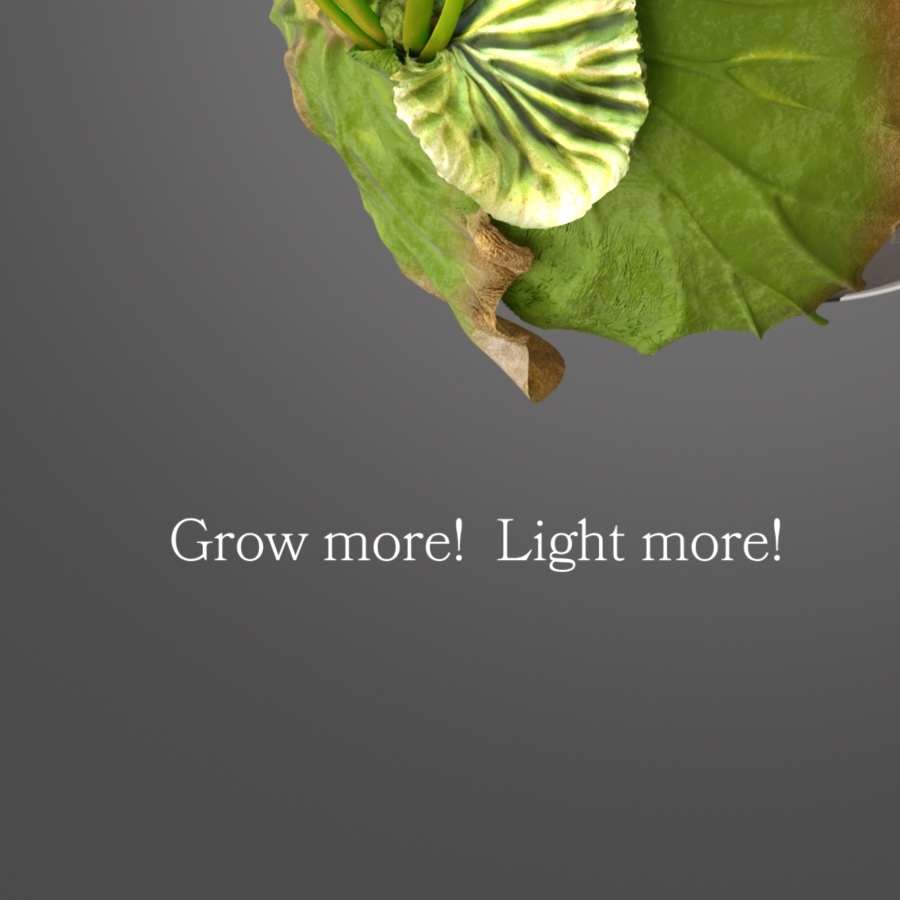 Detail of Platycerium ridleyi poster artwork 'Grow' – ビカクシダ リドレイ ポスター部分拡大 02 グレー