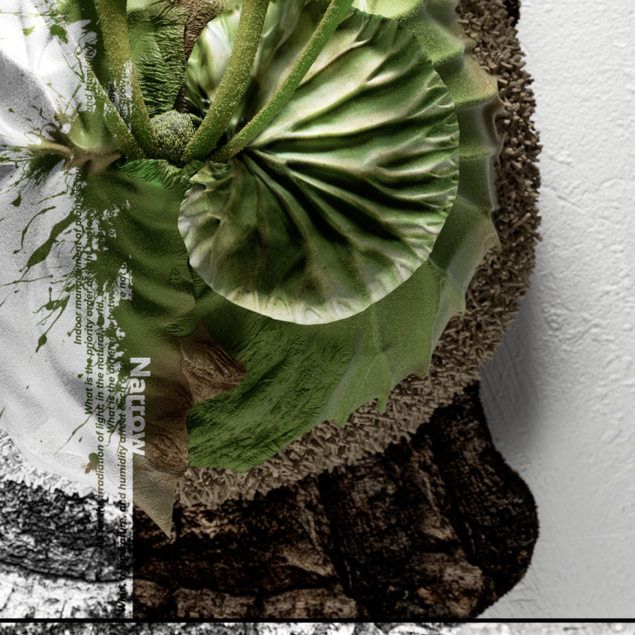 Detail of Platycerium ridleyi poster artwork 'Narrow' – ビカクシダ リドレイ ポスター部分拡大 02