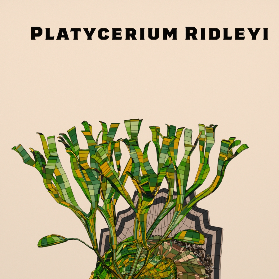 Detail of Platycerium ridleyi poster artwork 'Shield' – ビカクシダ リドレイ 質感・造形の部分拡大 01
