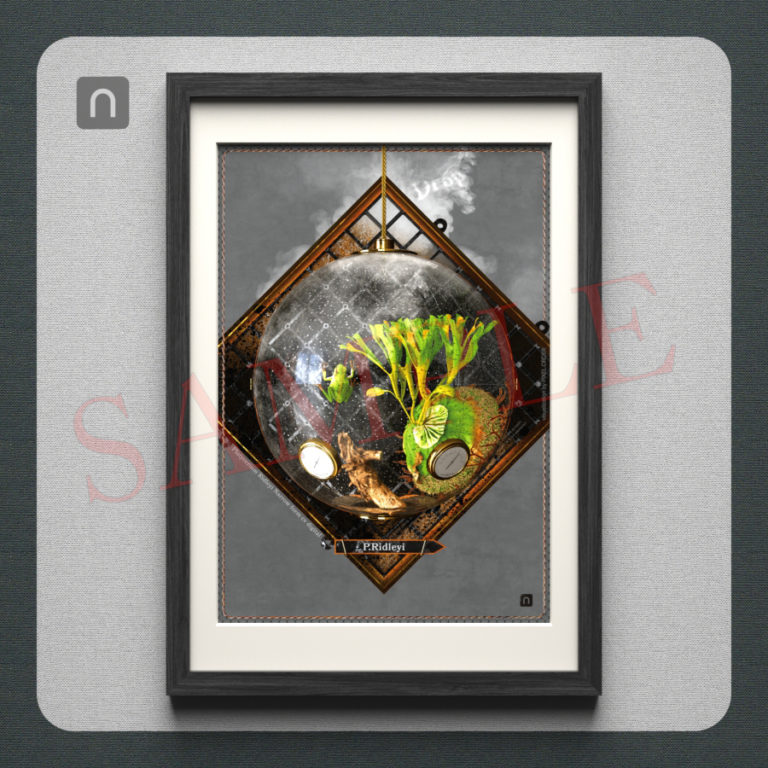 ビカクシダ_リドレイ_ポスター_イラスト_販売_デザイン_植物_インテリア_スポア_spore_胞子培養_poster_Platycerium_Drop_01