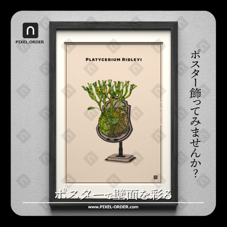 ビカクシダ リドレイ ポスター Shield 植物モチーフ ボタニカル 01 PIXEL.ORDER