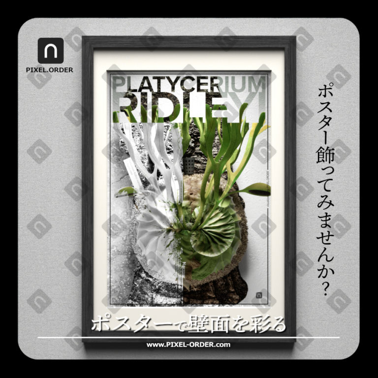 Platycerium ridleyi botanical poster artwork 'Narrow' – ビカクシダ リドレイ ポスター 作品全体（PIXEL.ORDER）