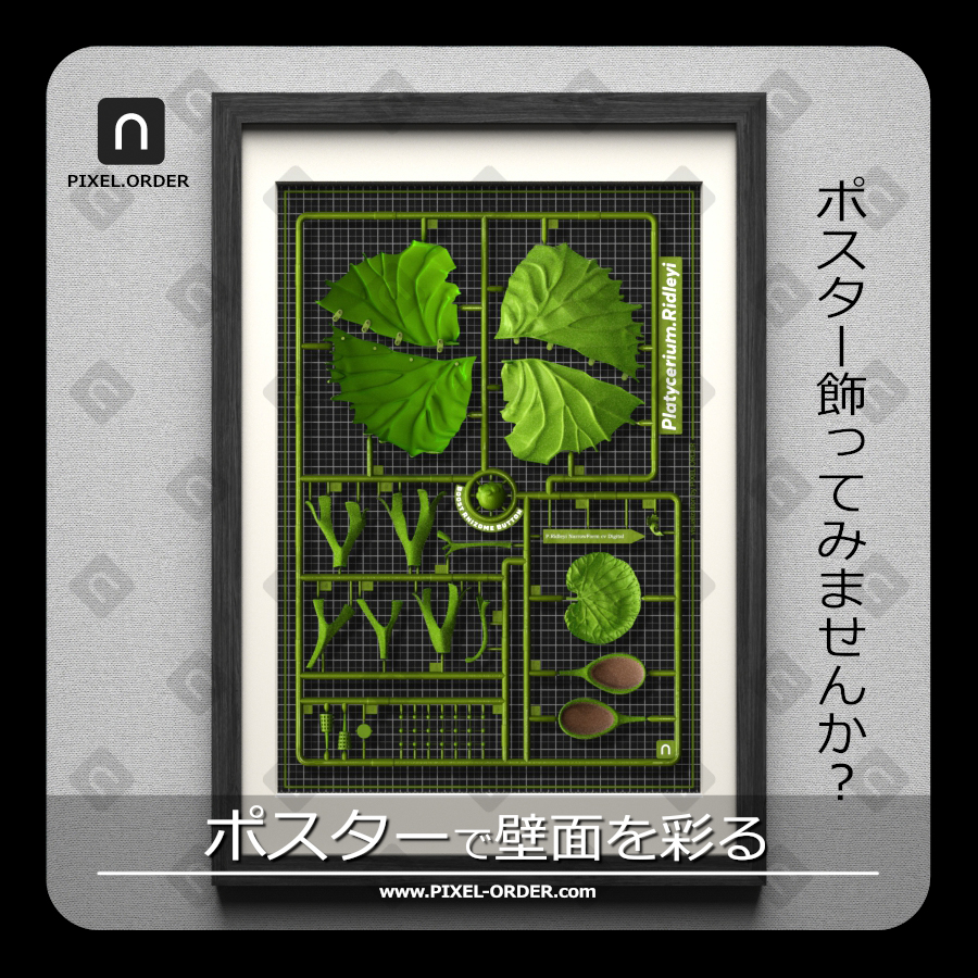 Platycerium ridleyi botanical poster artwork 'Runner' – ビカクシダ リドレイ ポスター 作品全体（PIXEL.ORDER）ブラック