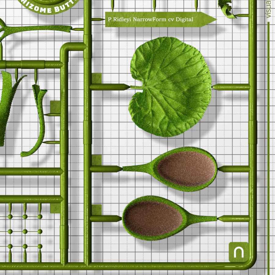 Detail of Platycerium ridleyi poster artwork 'Runner' – ビカクシダ リドレイ ポスター部分拡大 01