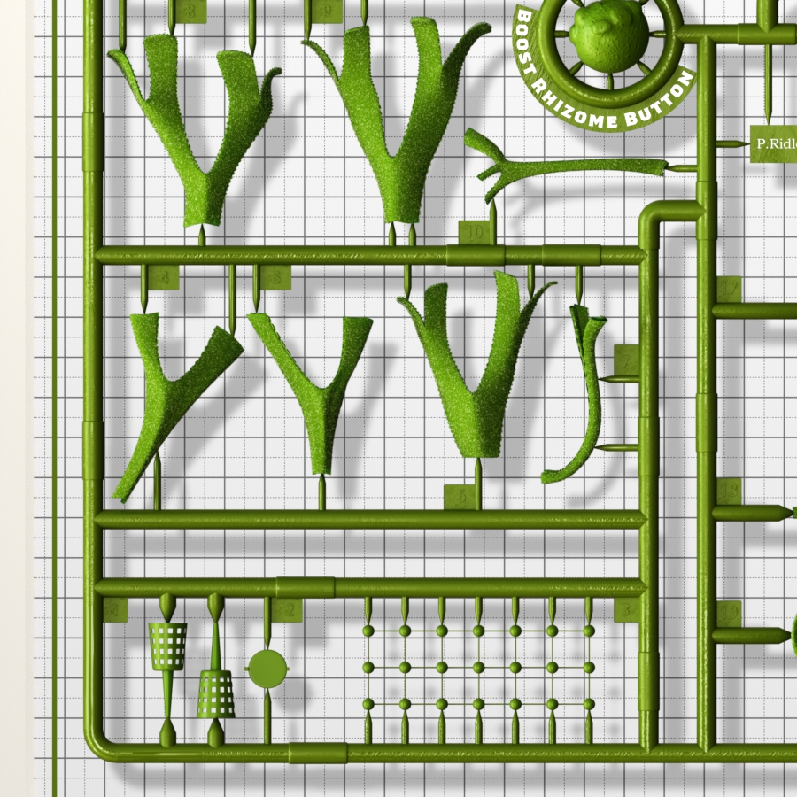 Detail of Platycerium ridleyi poster artwork 'Runner' – ビカクシダ リドレイ ポスター部分拡大 02