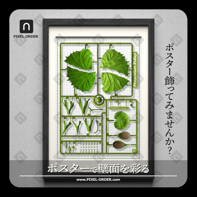 Platycerium ridleyi botanical poster artwork 'Runner' – ビカクシダ リドレイ ポスター 作品全体（PIXEL.ORDER）ホワイト