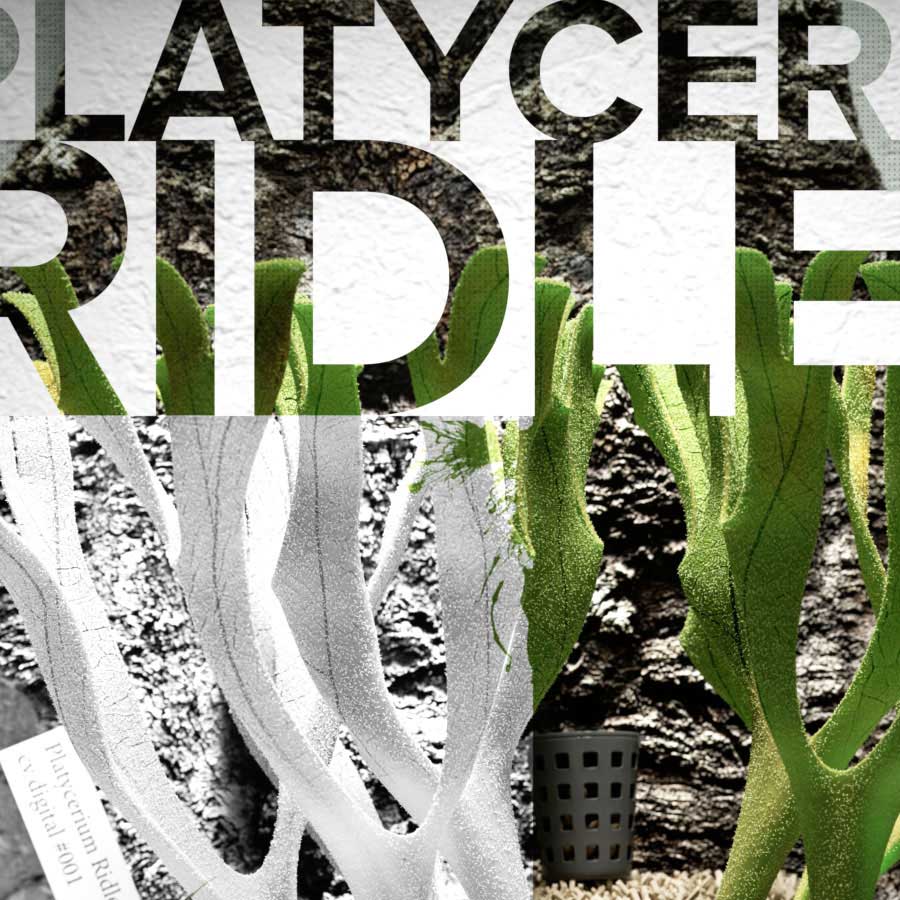 Detail of Platycerium ridleyi poster 'Narrow' – ビカクシダ リドレイ ポスター部分拡大 01