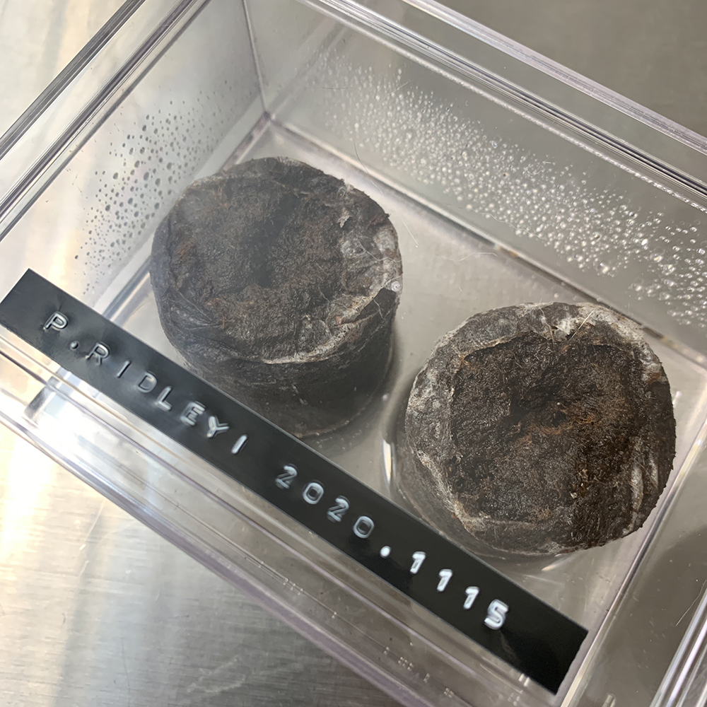 ビカクシダ リドレイ 胞子培養 播種（Platycerium ridleyi）