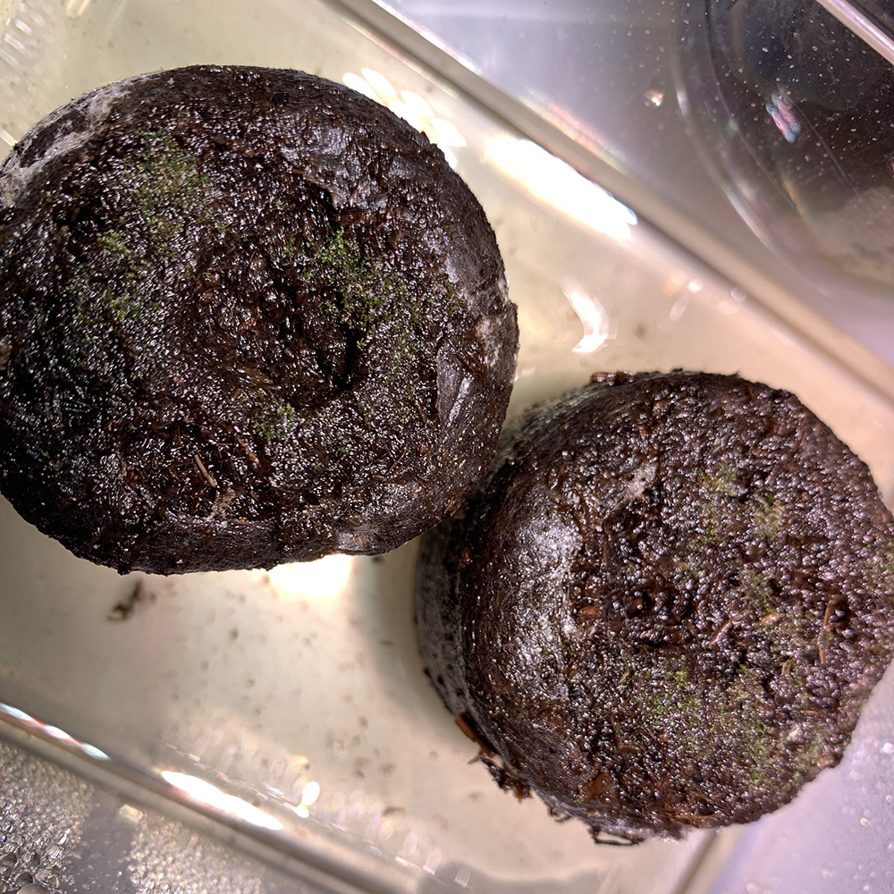 ビカクシダ リドレイ 胞子培養 うっすら緑へ 01（Platycerium ridleyi）