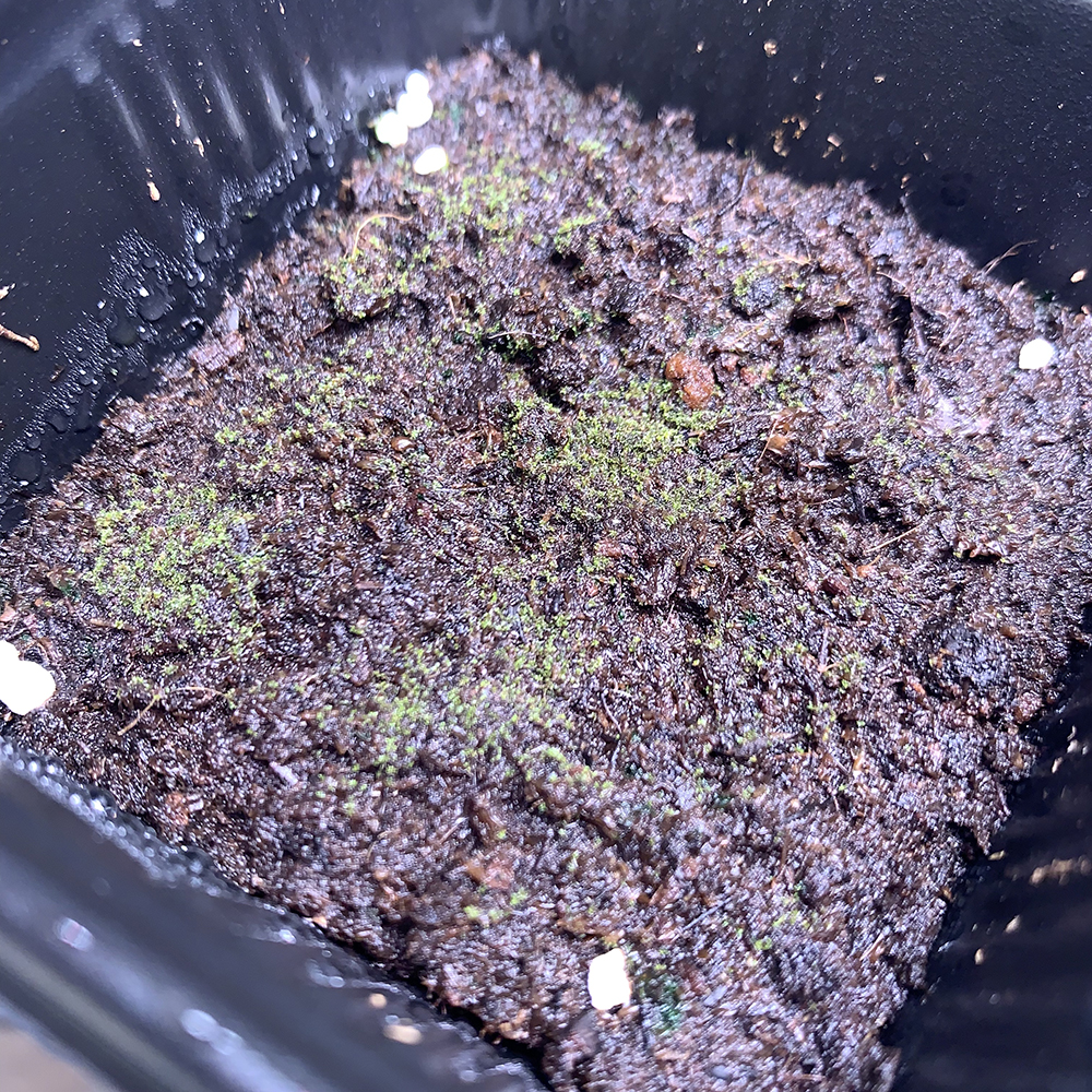 ビカクシダ リドレイ 胞子培養 うっすら緑へ 02（Platycerium ridleyi）