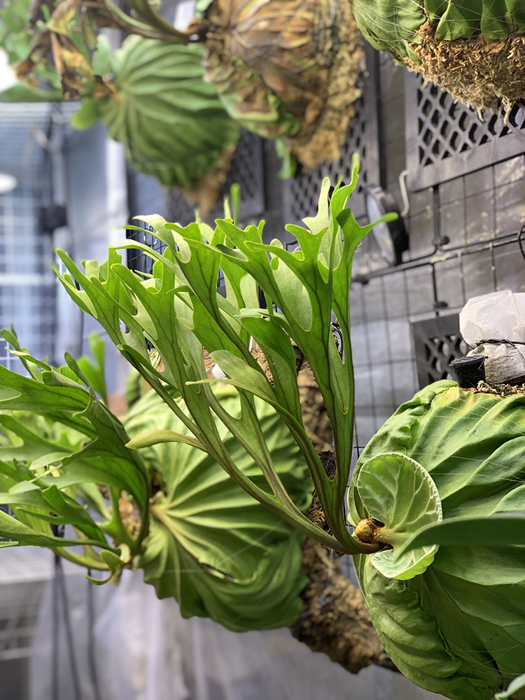 ビカクシダ リドレイの成長記録｜胞子培養 リドレイの壁