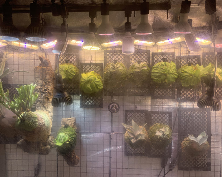 ビカクシダ リドレイの成長記録｜胞子培養 温室を拡張