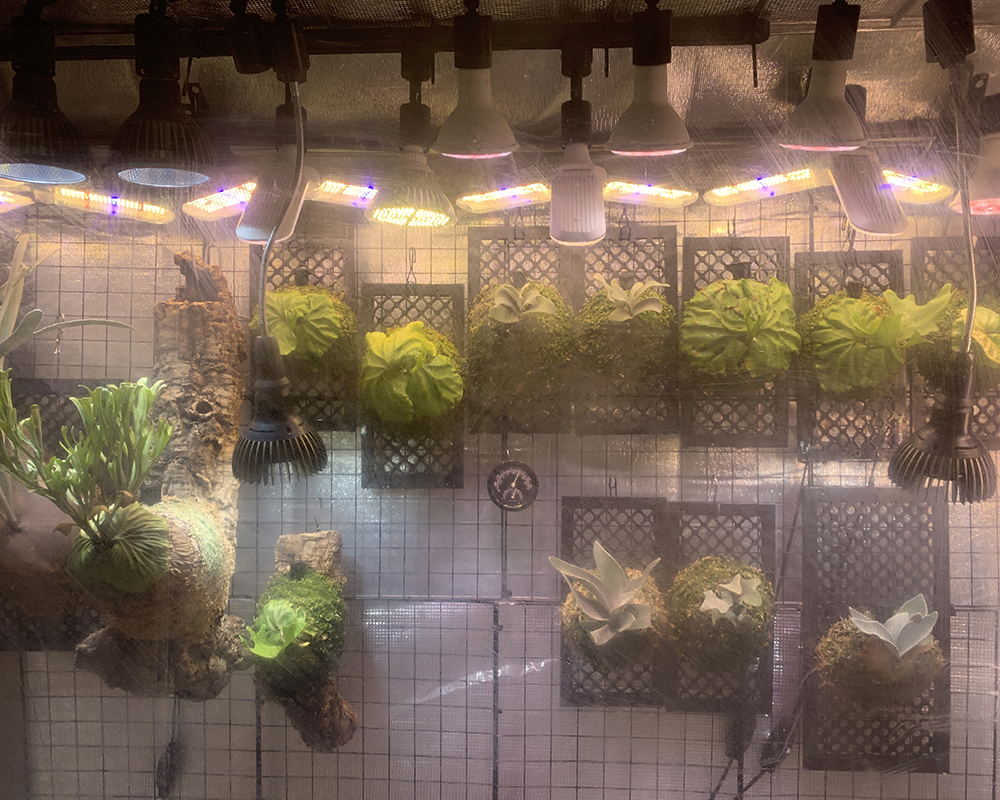 ビカクシダ リドレイ 胞子培養株 温室を拡張（Platycerium ridleyi）