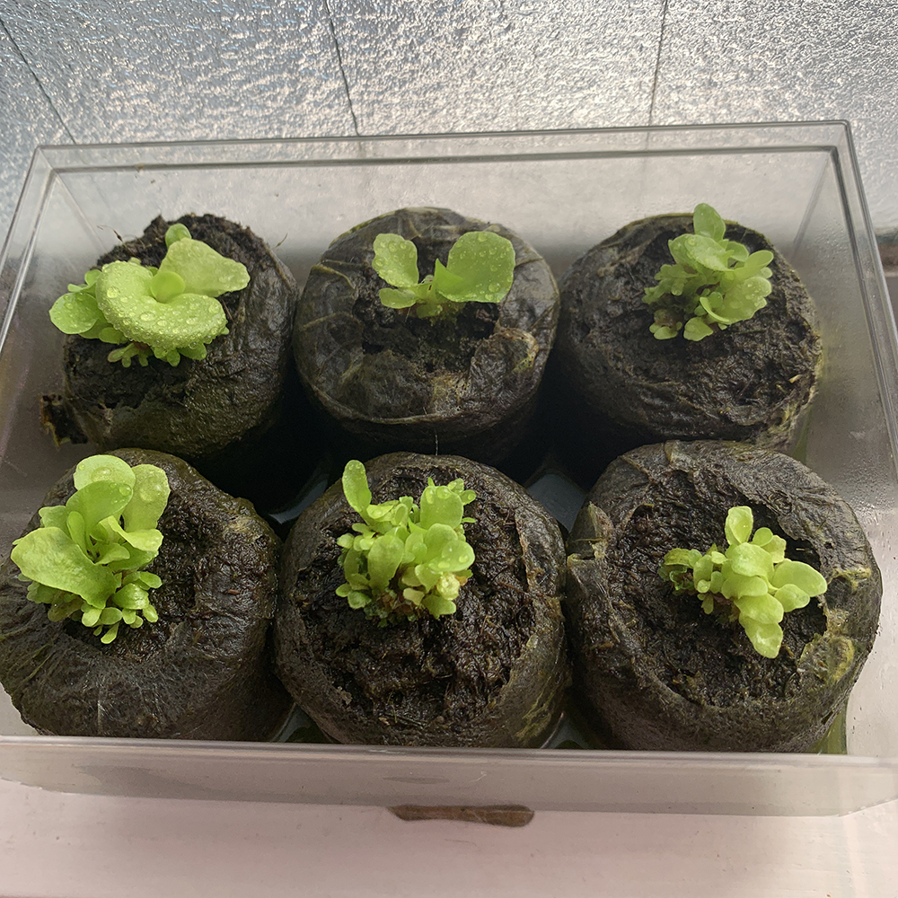 ビカクシダ リドレイ 植え替え 01（Platycerium ridleyi）