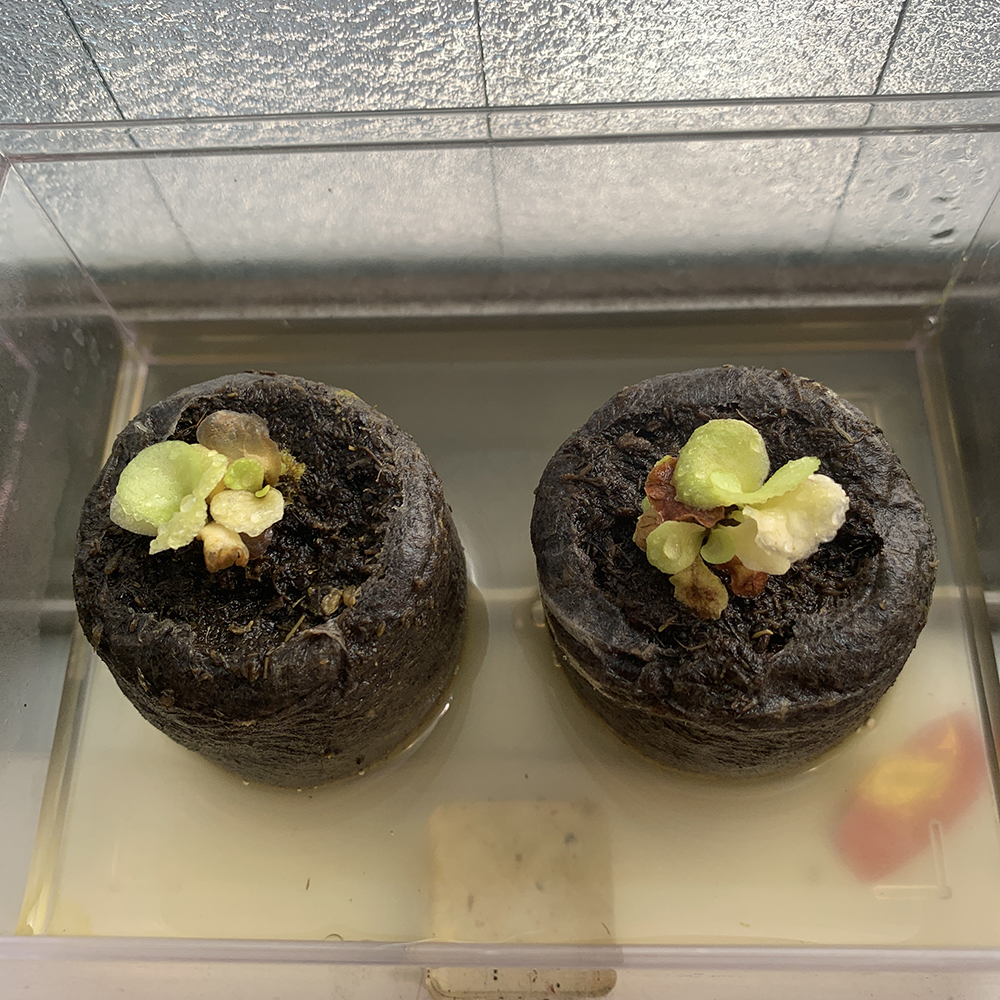 ビカクシダ リドレイ 植え替え 02（Platycerium ridleyi）